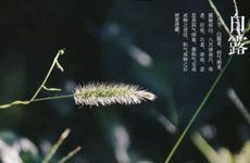 2024年白露时间是什么时候