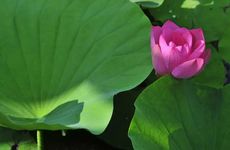 2024年夏至的特点和风俗 养生小知识也要知道