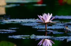 2023大暑是哪一天的什么时候 2023年大暑时间几点几分几秒