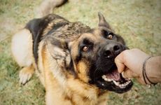 属狗的男孩孩起名宜用什么偏旁名字