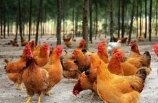 2023年生肖属鸡冲太岁吗？冲太岁可以戴金吗？