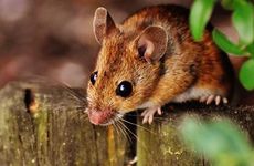 入户门对着卫生间门怎么处理 卫生间正对入户门如何化解