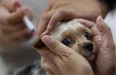 狗年出生的名人有哪些 狗年出生的名人介绍