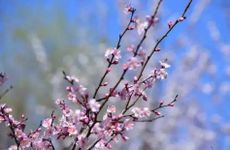 2023年立春是五九尾还是六九头？打春有什么习俗？