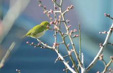 梦见公鸡追人　周公解梦之梦到公鸡追人