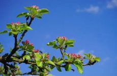 酒店出嫁婚房谁来布置 在宾馆出嫁自己带红色被褥吗