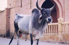 属牛宜去的城市是哪个 属牛的办公室怎么布置才会旺