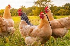 为什么都说属鸡的晚上生好 属鸡白天出生怎么样