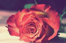 女命天月二德高官之妻 女命天月二德嫁的好吗