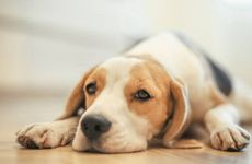 2006年属狗人在中元节出生是什么命 守护星是什么？