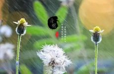 关于清明节的习俗，清明节的习俗有哪些？