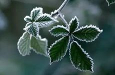 霜降是一年的哪个季节 霜降代表秋季还是冬季