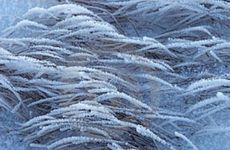 生肖属相是按立春前还是后