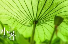 小暑节气的传统活动及养生食物