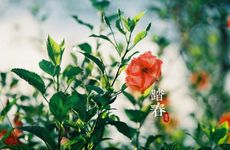梦见偷吃桃子非常甜 梦见偷桃子吃被发现