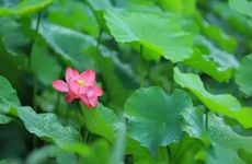 夏至吃面条的寓意 以面食敬神清除荒年