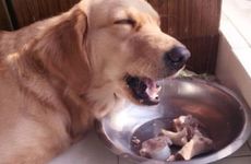 属狗的的人用什么名字好 属狗的人取什么名字好