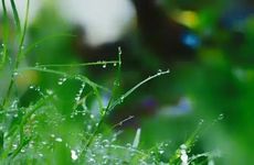 小暑后面是什么节气 小暑过后就是什么