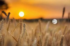 芒种送花神是什么意思 饯送花神归位佑麦子