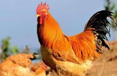 几月出生属鸡人最有福气