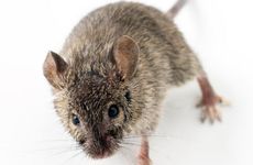 属鼠的2023年有牢狱之灾吗如何化解 2023年属鼠有什么灾难