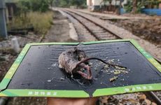 96年属鼠人一生几段缘分 96年属鼠人最佳的结婚对象