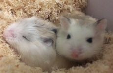 1984年2024年的鼠是百年难遇？ 1984年属鼠2024年发展如何