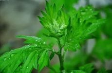 常德端午节有什么风俗活动 吃哪些美食