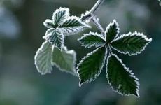 霜降是什么季节的节气 霜降属于冬天还是秋天