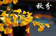 文昌位摆什么植物比较合适