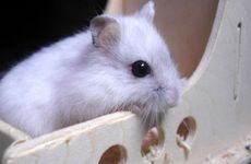 属鼠2025年刑太岁很严重吗 2025年命运走向