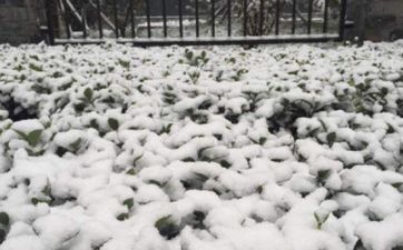 2022小雪节气是什么时候：11月22日16点20分18秒