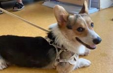 2024全年适合属狗人的黄道吉日