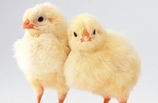 2023年属鸡牢狱之灾 属鸡人2023如何避免牢狱之灾