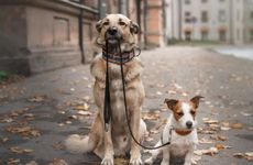 属狗的平地木命缺什么 会造成什么样的影响