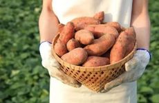 夏至养生文案 夏至荷叶文案