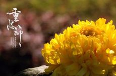 外国人的重阳节是怎样的？重阳节的8个别称你知道几个？