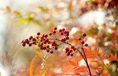 中国春节在每年的几月几日 农历正月初一