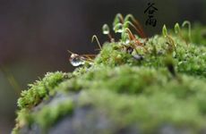 2024谷雨是农历几月几日 2024谷雨是农历的哪一天