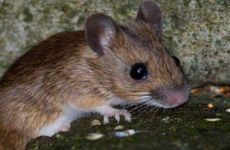 属鼠的今年犯什么太岁2023属鼠如何化解太岁