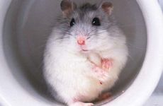 属鼠人2026年最倒霉的月份