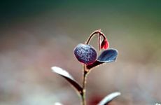 收入有限却超爱买奢侈品的星座女