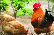 属鸡怎么实现事业逆袭