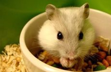 1984年的属鼠人最佳的婚恋对象