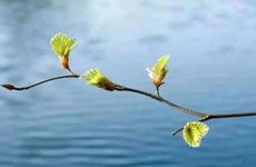 立春竖鸡蛋还是春分 立春鸡孩子戴几天