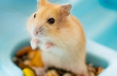 2026年属鼠人适合创业吗