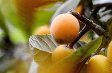 2024年小满吃什么食物养生 要注意什么饮食准则