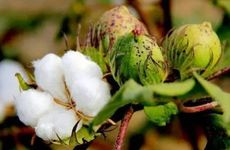 哪些生肖是英雄辈出最多的