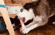 梦见摘桃周公解梦，梦见摘桃是什么意思？