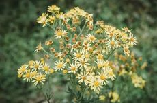 为什么立秋了还那么热 秋老虎依然会带来高温天气